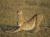 Two African cheetahs on the plain Lámina fotográfica por Michael S. Lewis