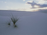 A Lonely Yucca Plant Hangs on in the Middle of White Dunes Photographie par Bobby Model