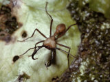 A Close View of an Army Ant Soldier with Formidible Pincers Photographic Print by Tim Laman