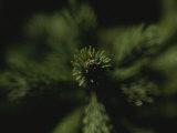 The Green Tip of a Fir Tree Reflects the Sun Photographic Print by Stephen Alvarez