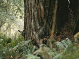 A Deer Peers Around the Trunk of a Redwood Tree Photographic Print by Paul Nicklen