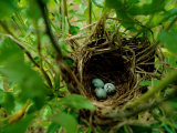 Bird Nest with Eggs Photographic Print by James P. Blair