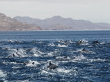Porpoises Leap from the Waters of the Gulf of California Photographic Print by Walter Meayers Edwards