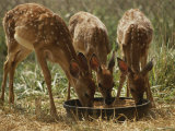 Three White-Tailed Deer Fawns (Odocoileus Virginianus) Eat from a Bowl of Grain Photographic Print by Raymond Gehman