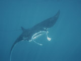 A Manta Ray, Manta Birostris, Seems to Fly Through Water with Wings Photographic Print by Nicole Duplaix