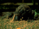Komodo Dragon Photographic Print by Tim Laman