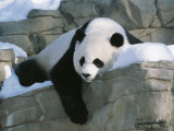 Panda se reposant dans la neige au zoo national de Washington, DC. Photographie par Taylor S. Kennedy