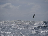 Albatross in Flight over Sunlit Ocean Photographie par Jason Edwards