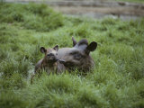 Mother and Juvenile Brazilian Tapirs in the Marsh Grass Photographic Print by Nicole Duplaix