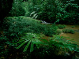 Licuala Palms Growing Wildly in a Rainforest Photographie par Tim Laman