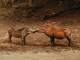 A Male and Female Warthog Rub Noses Photographie par Nicole Duplaix