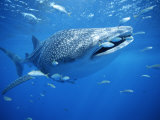 Small Fish Swim Along with a Whale Shark, Rhincodon Typus Fotoprint van Brian J. Skerry