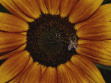 Close View of a Bee on a Sunflower Photographic Print by Jason Edwards
