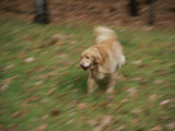 A Dog Plays Catch in the Backyard Photographic Print by Stacy Gold
