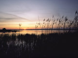 Marsh Grasses and Sunset Photographic Print by Medford Taylor