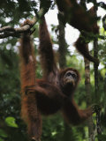 Orangutans Marissa and her juvenile Misha hang from a tree Lámina fotográfica