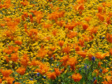 California Poppies and Goldfields Dance in the Wind after a Rainfall Photographic Print by Jonathan Blair