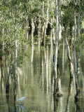 A Great Egret Wading Through a Swamp Photographic Print by Jason Edwards