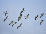 Canada Geese Fly in Formation Photographic Print by Michael S. Quinton