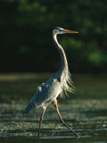 Great Blue Heron on Floridas Gulf Coast Photographic Print by Klaus Nigge