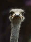 Close View of an Ostrichs Head Photographic Print by Kenneth Garrett