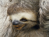 Close Portrait of a Three Toed Sloth Photographic Print by Darlyne A. Murawski