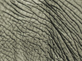 A Close View of an African Elephants Skin Photographic Print by Bobby Model