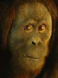 Orangutan (Pongo Pygmaeus) Photographic Print by Richard Nowitz