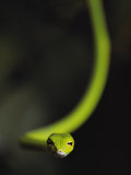 A Rain Forest Whip Snake Photographic Print by Mattias Klum