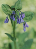 A Close View of a Bluebell in Spring Photographic Print by Taylor S. Kennedy