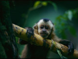 A Capuchin Monkey, Orphaned after Poachers Killed its Mother, Sits in a Tree Photographie par Joel Sartore