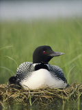 Common Loon and its Day-Old Chick Photographie par Michael S. Quinton