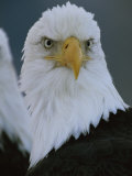 A Portrait of an American Bald Eagle Photographic Print by Klaus Nigge