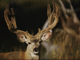 A Buck with His Antlers in Velvet Photographie par Dr. Maurice G. Hornocker