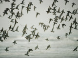 A Flock of Birds in Flight Photographie par Jodi Cobb