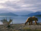 A Grizzly Ambles Past the Weathered Antlers of a Moose on the Shores of Naknek Lake Photographic Print by Joel Sartore
