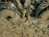 Motocross Race at Saint Joe State Park Lámina fotográfica por Randy Olson Motocross Race at Saint Joe State Park Lámina fotográfica por Randy Olson