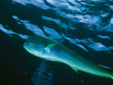 A Close View of a Dolphin Fish, Also Known as Mahi Mahi, Swimming in the Sea Photographie par Bill Curtsinger