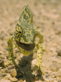 Close View of a Flap-Necked Chameleon Photographic Print by Jason Edwards