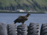 An Immature American Bald Eagle Perched on Worn Tires Photographic Print by Tom Murphy
