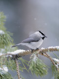 Une mésange à tête noire survivant à une tempête de neige sur un pin Photographie par Michael S. Quinton