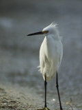 Snowy Egret on Floridas Gulf Coast Photographic Print by Klaus Nigge