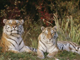 A portrait of two captive Siberian tigers Lámina fotográfica por Dr. Maurice G. Hornocker A portrait of two captive Siberian tigers Lámina fotográfica por Dr. Maurice G. Hornocker