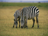 Zebras Graze in Amboseli National Reserve Photographie par Bobby Model