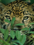 A Jaguar Hides in the Vegetation Photographie par Steve Winter