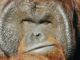 A Portrait of a Captive Male Orangutan Photographie par Norbert Rosing
