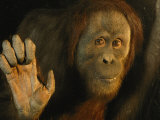 Richard Nowitz - Orangutan (Pongo Pygmaeus) Fotografická reprodukce Richard Nowitz - Orangutan (Pongo Pygmaeus) Fotografická reprodukce