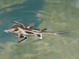 Rare Elephant Shark Hatchling in the Melbourne Aquarium Photographic Print