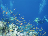 Divers Enjoy the Beauty of the Reefs and Marine Life in the Red Sea Photographic Print by Peter Carsten