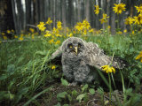 Great Gray Owlet on the Ground Amid Arnica and Grasses Photographic Print by Michael S. Quinton